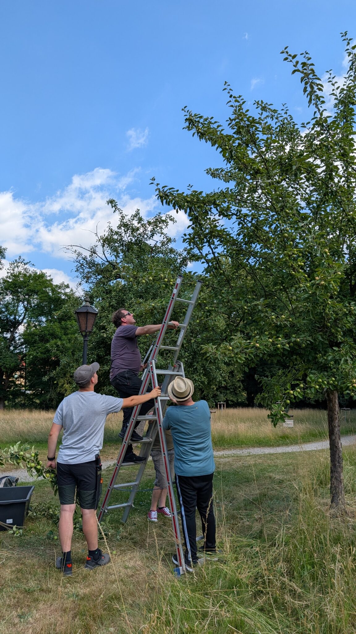 Bild zu Obstbaumschnitt Seminar